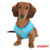 Puppiass14HDotty 7