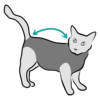 Suit Cat Measure