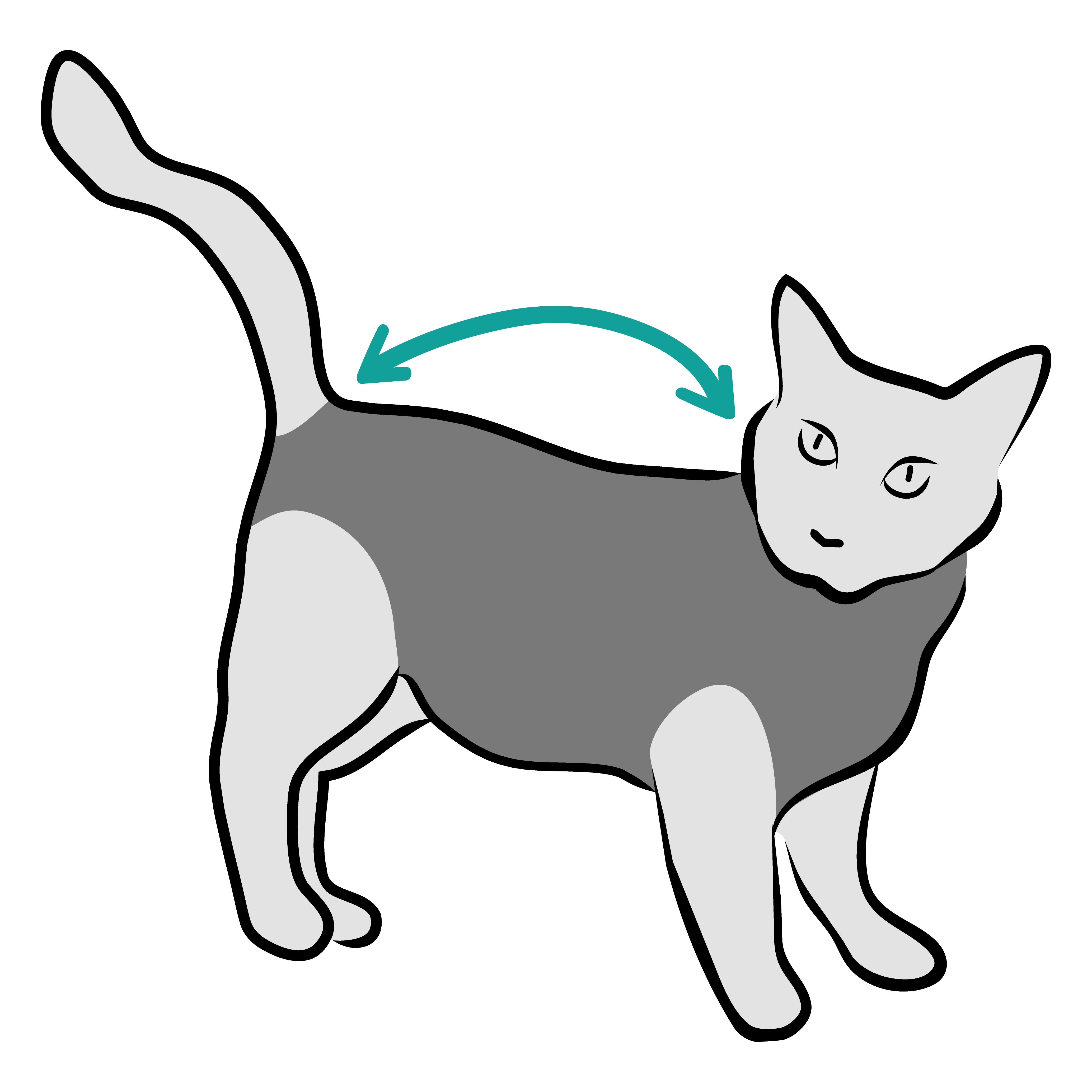 Suit Cat Measure