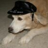 dog hat