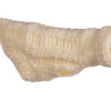 MICHI MAGLIONE KENT BEIGE
