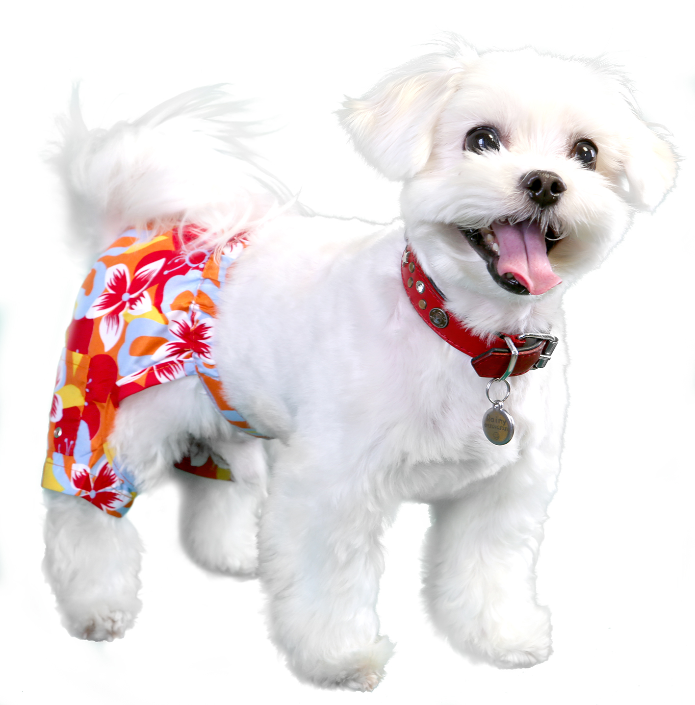 Tasmania swimtruck-dog